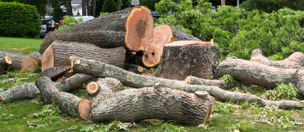 Best Hedge Trimming  in Knollwood, IL