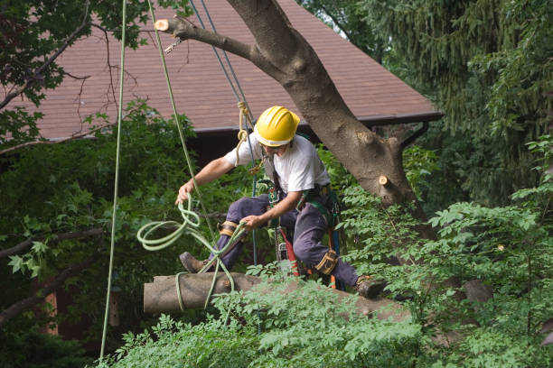 Best Tree Maintenance Programs  in Knollwood, IL