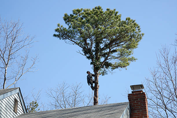 Best Commercial Tree Services  in Knollwood, IL